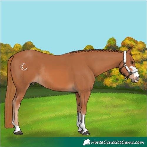 Horse Color:Chestnut Rabicano