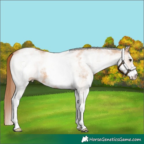 Horse Color:White Spotted Red Dun