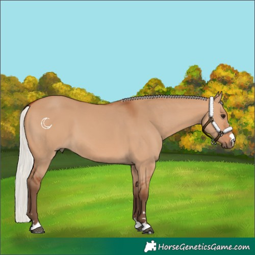 Horse Color:Silver Bay Dun
