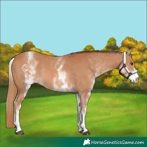 Horse Color:White Spotted Chestnut Rabicano