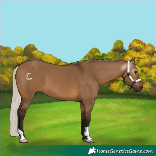 Horse Color:Gray Silver Bay Dun
