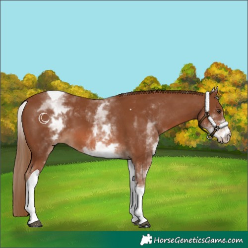 Horse Color:White Spotted Chestnut Tobiano 