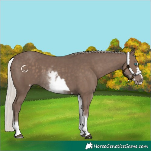 Horse Color:White Spotted Silver Black Frame 