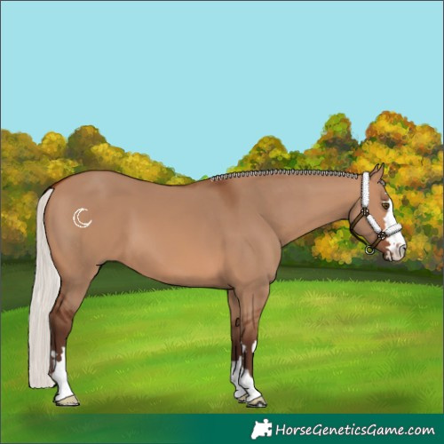 Horse Color:Silver Brown Dun