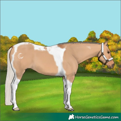Horse Color:Silver Bay Dun Tobiano
