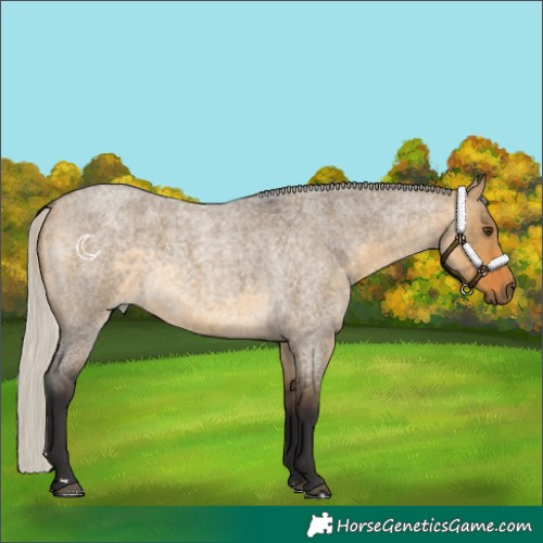 Horse Color:Silver Buckskin Roan Dun