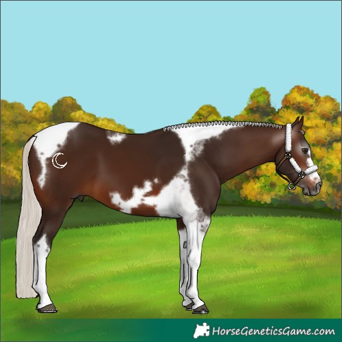 Horse Color:Gray Silver Brown Tobiano Frame