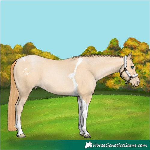 Horse Color:Buckskin Pearl Tobiano