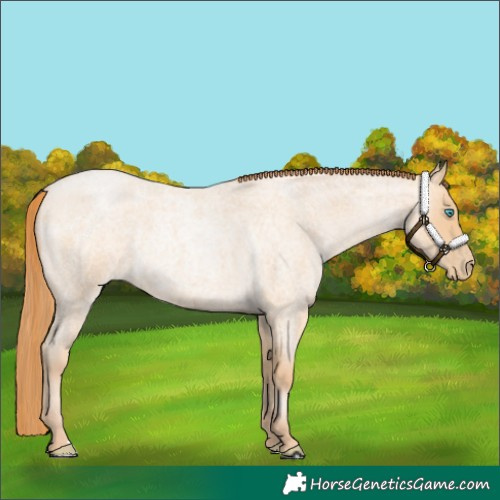 Horse Color:Buckskin Roan Pearl 