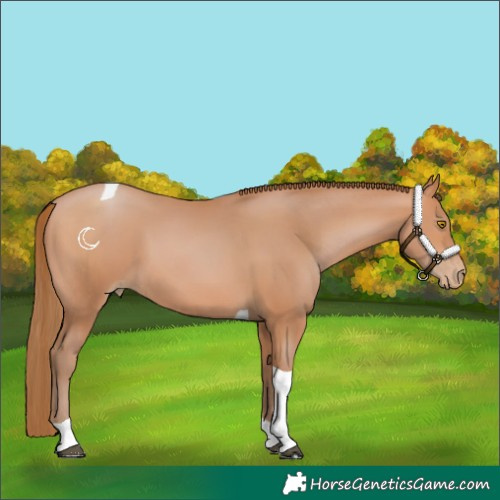 Horse Color:Bay Pearl Tobiano