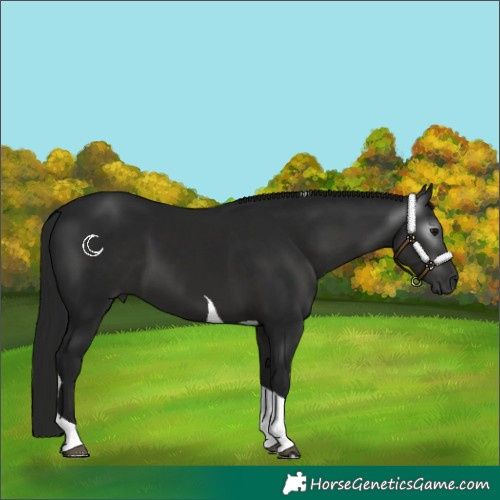 Horse Color:Gray Black Tobiano