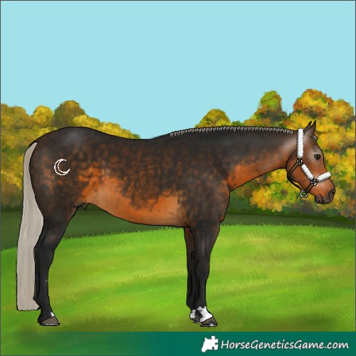 Horse Color:Gray Silver Buckskin 
