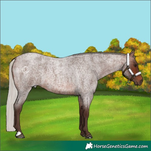 Horse Color:Silver Brown Roan 