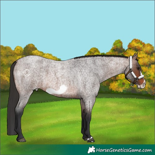 Horse Color:Brown Roan Frame 