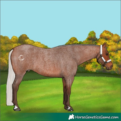 Horse Color:Silver Brown Roan 