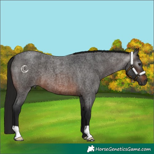 Horse Color:Gray Brown Roan 