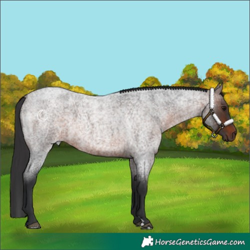 Horse Color:Brown Roan
