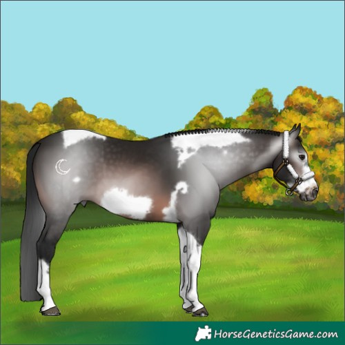 Horse Color:Gray Bay Tobiano Frame 