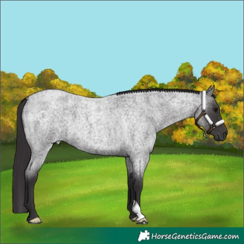 Horse Color:Smoky Blue Roan 