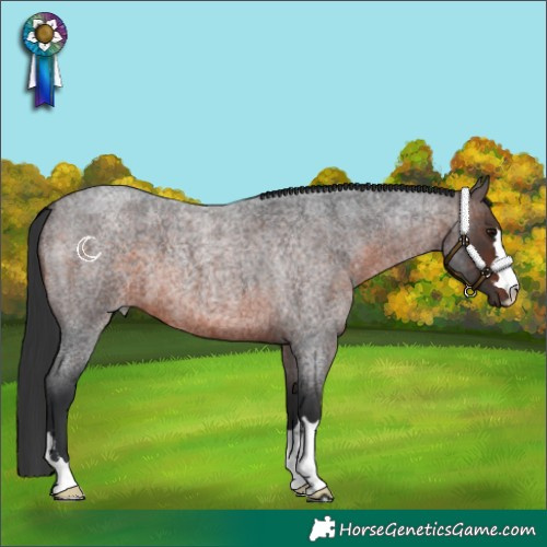 Horse Color:Brown Roan 