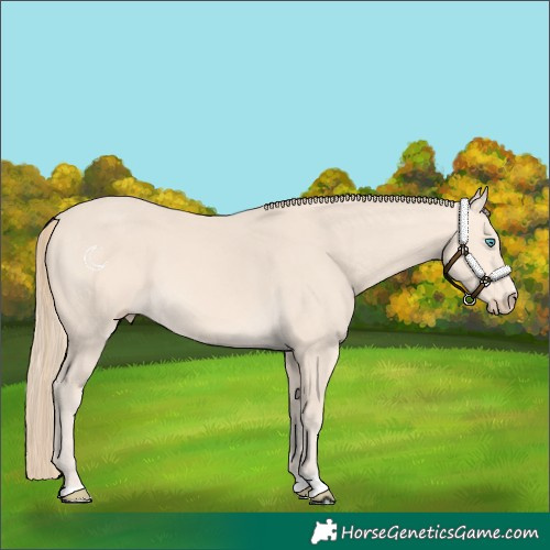 Horse Color:Perlino