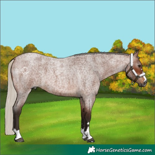 Horse Color:Gray Silver Bay Roan