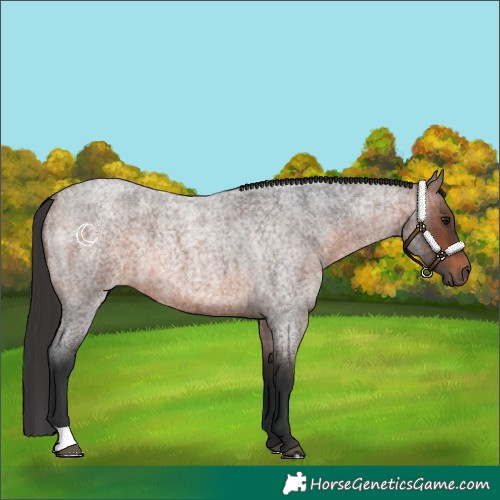 Horse Color:Brown Roan