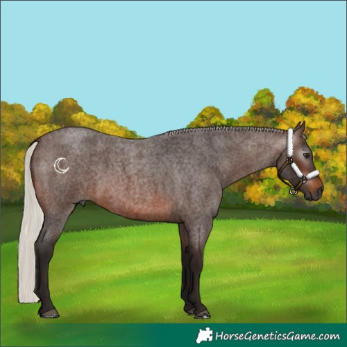 Horse Color:Gray Silver Brown Roan Frame 