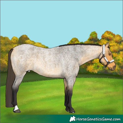 Horse Color:Buckskin Roan 