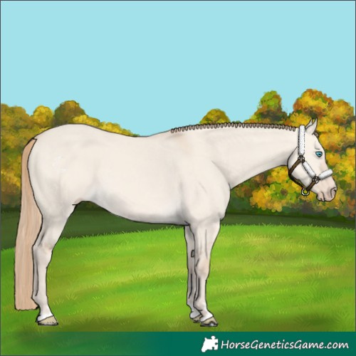 Horse Color:Perlino Dun