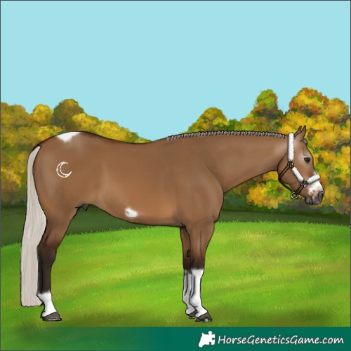 Horse Color:Gray Silver Bay Dun Tobiano Frame 