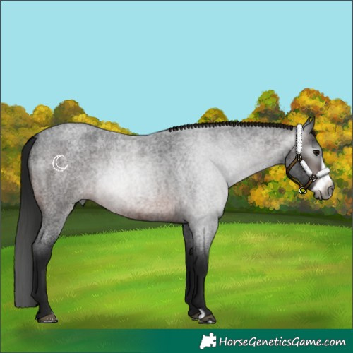 Horse Color:Gray Bay Roan Frame 