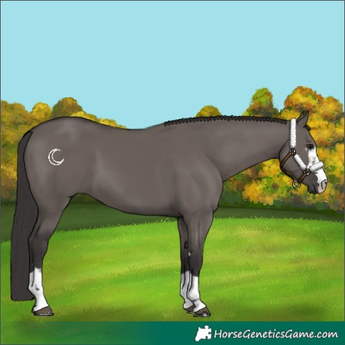 Horse Color:Smoky Grullo 