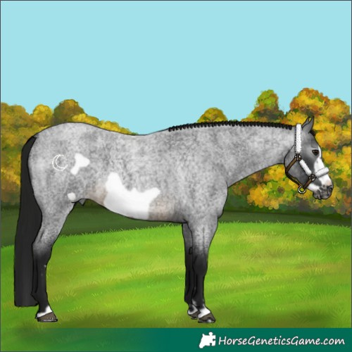 Horse Color:Gray Buckskin Roan Frame 