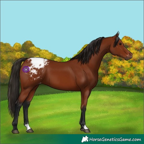 Horse Color:Gray Bay Blanket