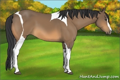 Horse Color:Buckskin Sabino Tobiano