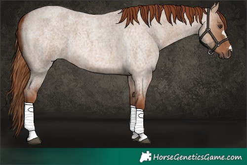 Horse Color:Red Dun Roan 