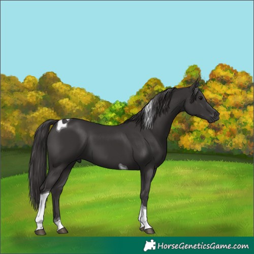 Horse Color:Smoky Black Tobiano 