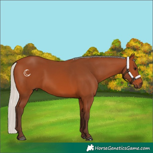 Horse Color:Silver Bay 