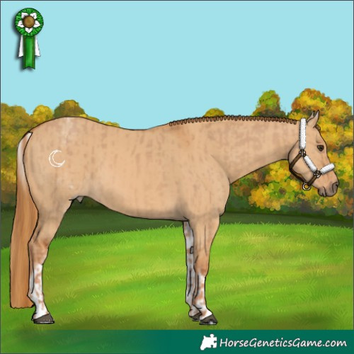 Horse Color:Red Dun  and White Spotted Red Dun Rabicano 
