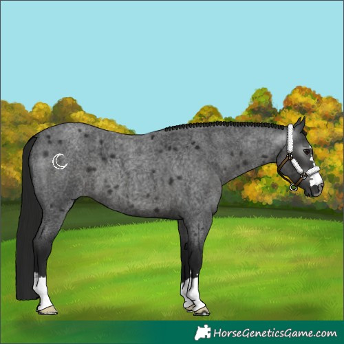 Horse Color:Gray Smoky Blue Roan