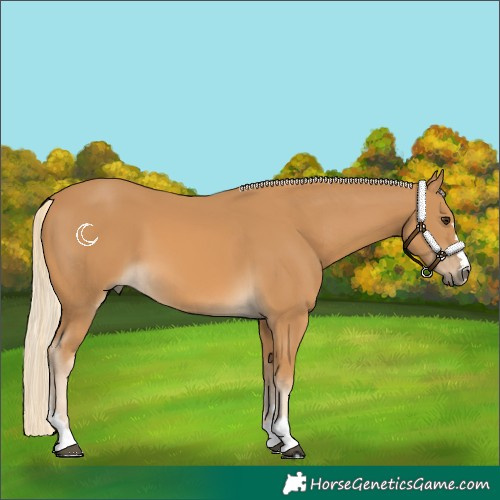 Horse Color:Palomino 