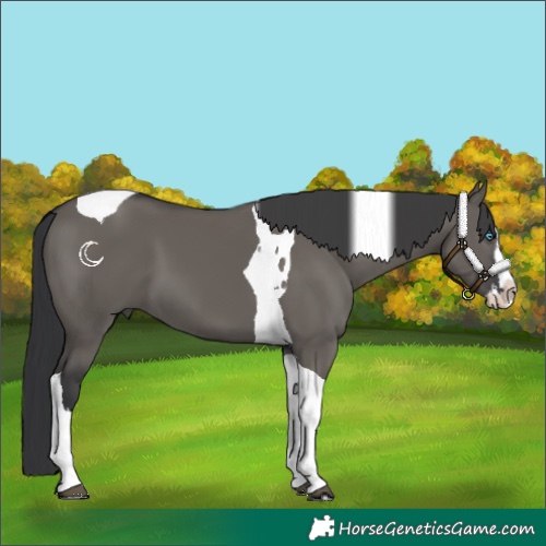 Horse Color:Grullo Splash Tobiano