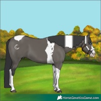 Horse Color:Grullo Splash Tobiano