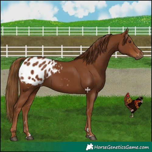 Horse Color:Gray Chestnut Appaloosa