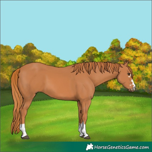 Horse Color:Chestnut 