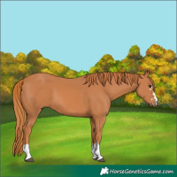 Horse Color:Chestnut 
