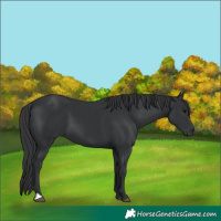 Horse Color:Black 