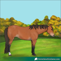 Horse Color:Bay 