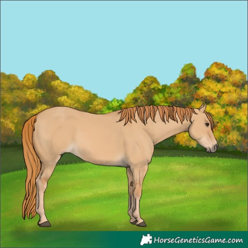 Horse Color:Red Dun